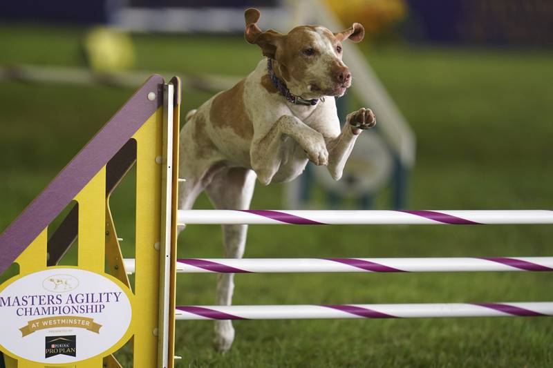 The ancient Italian bird-hunting dog is the 200th member of the American Kennel Club's roster of recognised breeds. AP