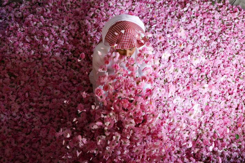 A worker at the Bin Salman farm among freshly picked Damascena (Damask) roses, which are used to produce rose water and oil. Every spring, roses bloom in the western Saudi city of Taif, transforming pockets of the kingdom's vast desert landscape into fragrant pink patches. And for one month in April, they produce an essential oil that is used to clean the outer walls of the sacred Kaaba, the cubic structure in the holy city of Makkah. AFP