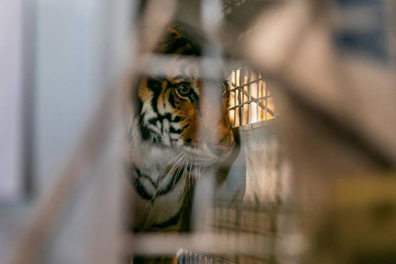 Simba, a Bengal tiger, paces in his cage as Avianca cargo employees work to load him into a van at the Miami International Airport. Simba, Max and Kimba, who were rescued from a circus in Guatemala by Animal Defenders International, are being sent to an animal sanctuary, Big Cat Rescue, in Tampa.   AP