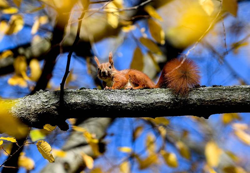 A squirrel sits on a tree at Great Garden Park in Dresden, Germany. EPA