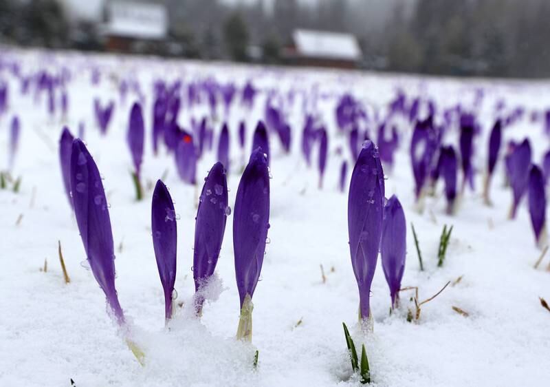 Crocuses bloom in the Chocholowska Valley in the Tatra Mountains, Poland. EPA