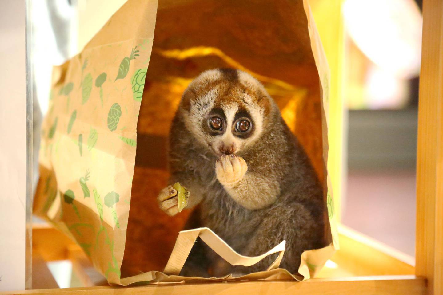 The Green Planet and the Ministry of Climate Change and Environment have teamed up to offer the Slow Loris a new home. Courtesy The Green Planet