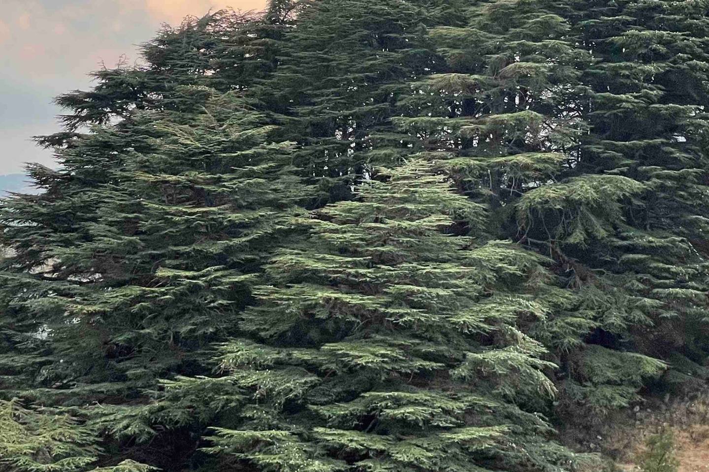 Climate change is slowly killing the iconic Lebanese cedar tree