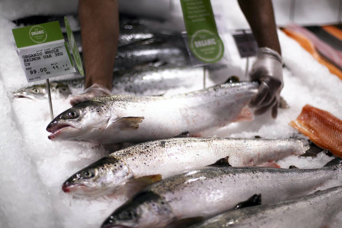 DUBAI, UNITED ARAB EMIRATES - April 4 2019.Fish Farm salmon in Spinney's.Fish Farm LLC is bringing home-grown salmon to the UAE's supermarkets and restaurants, with positive implications for food security. (Photo by Reem Mohammed/The National)Reporter: Section:  NA