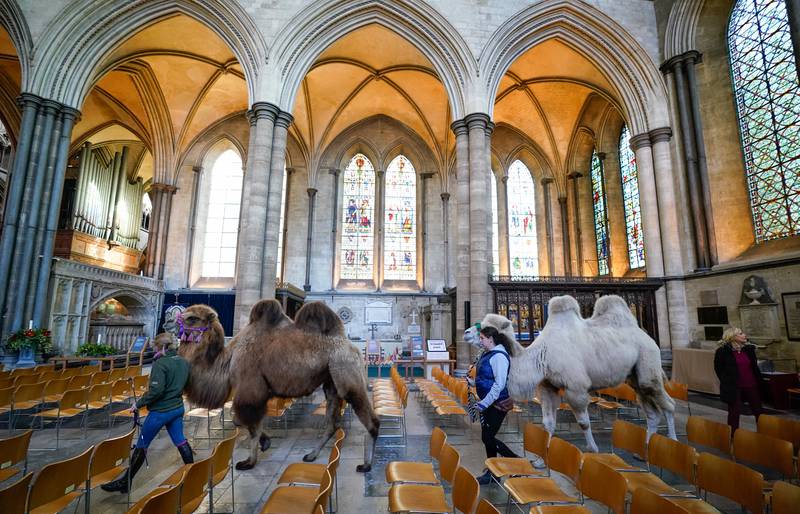 On Thursday Salisbury Cathedral held rehearsals for its Christmas Eve Service, with Bactrian camels led around the Cathedral. PA