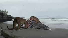 Bear dog: fossil of new species of predator found in Europe