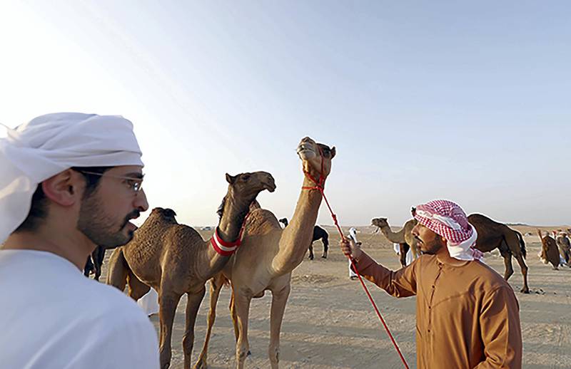 One set of competitions takes centre stage: camel beauty pageants. Fluttering lashes, long legs and a full hump will bring Dh52m in prize money.