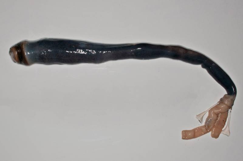 The giant shipworm can grow up to 155 centimetres in length and eats nothing more than the waste products of the micro-organisms that live in its gills. Marvin Altamia / AFP Photo