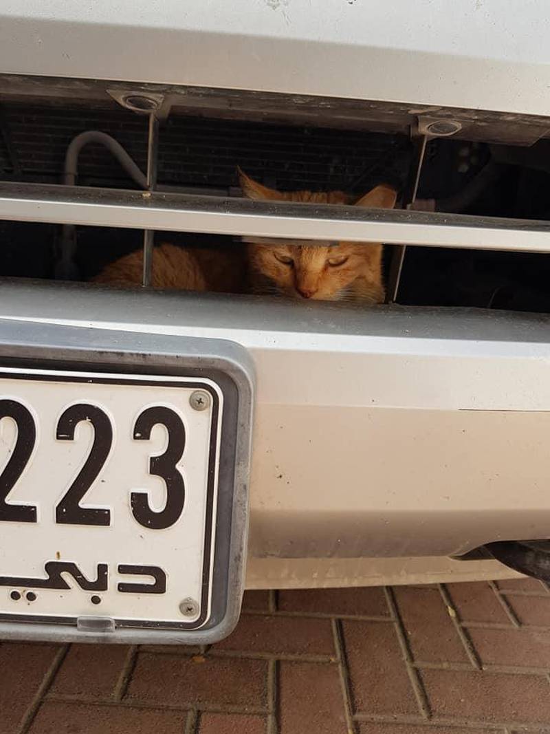 Dubai resident Sabrina Sandolo recently discovered a cat had climbed into the engine bay of her vehicle. Courtesy: Sabrina Sandolo
