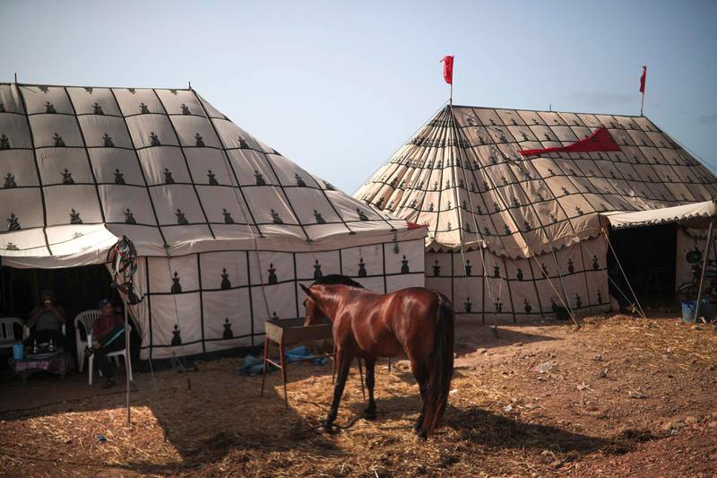 A horse feeds at a tent before it is prepared to take part in Tabourida, a traditional horse riding show also known as Fantasia, in the coastal town of El Jadida.
