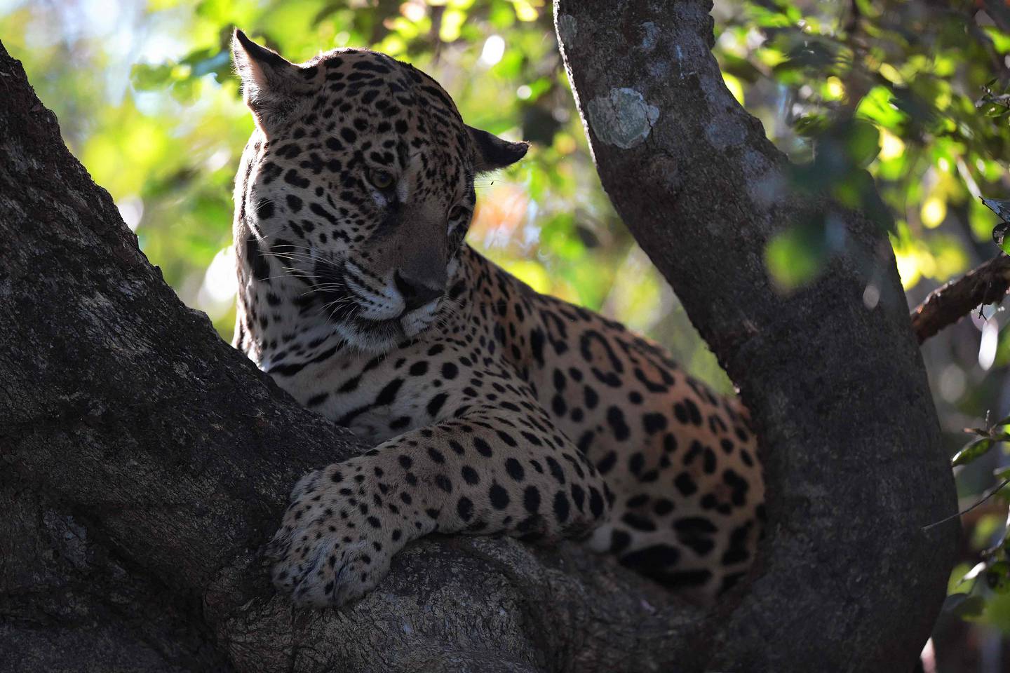 Un jaguar en el Pantanal de Brasil.  AFP